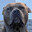 grungel
