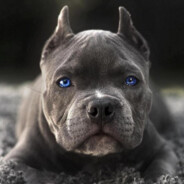 amstaff.hellcase.com
