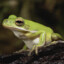 Green Frog