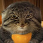 Mischeviouscatwithorange