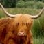 highlandcoo