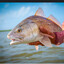 Lantnero (Red Fish Prodigy)