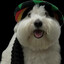 Jamaican Dog