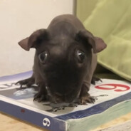 пашабумчикmode s3n7ory