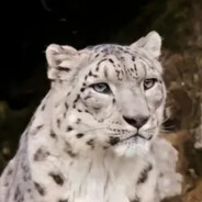 芝士雪豹绝不闭嘴