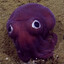 Stubby Squid
