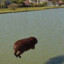 capivara_voadora