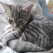 翻斗花园小混子