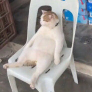 sofa hamster
