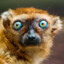 LemurLegend6462