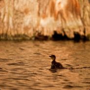 SunsetDuckling