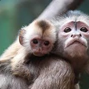 Jeannzera
