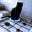 cat on stove