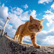 孤独时代的秋刀鱼