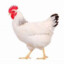 gloopychicken