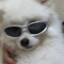 纯白恶犬