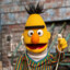 Bert