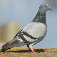 Le Pigeon