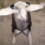 random ant eater