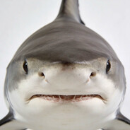 🦈