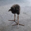 Super Birt ✯