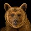 brownbear