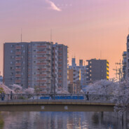 墨染之樱&优雅绽放