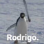 rodrigo