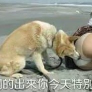 KD0.6的我只想活下壳