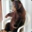 Chair Bear