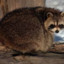 Slim Thicc Raccoon