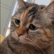 smutny kotek CSGOSKINS