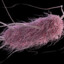 Escherichia coli