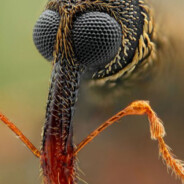 Chinese Buffet Weevil