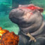 Hippopotamus Gaming