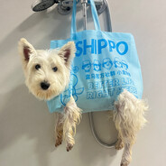 这游戏好难玩啊