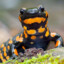 Salamander