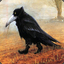 Crow19