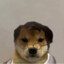 dacud