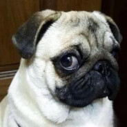 ୧༼◕ ᴥ ◕༽୨