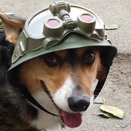 Assault Corgi avatar