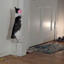 jumping cat