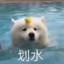 划水小能手