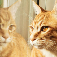 子非鱼，安知鱼之乐？