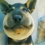 Noobert Doobert