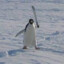 Pingüino