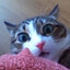 MEOW