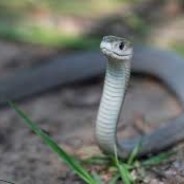 SliTherySnake
