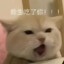 八百里佳急