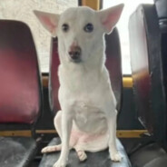 Молдавский пёс